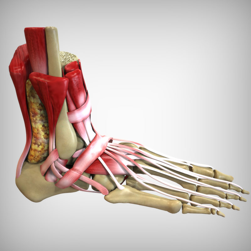 So...what is a metatarsal injury? – Zock