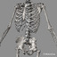 human anatomy max