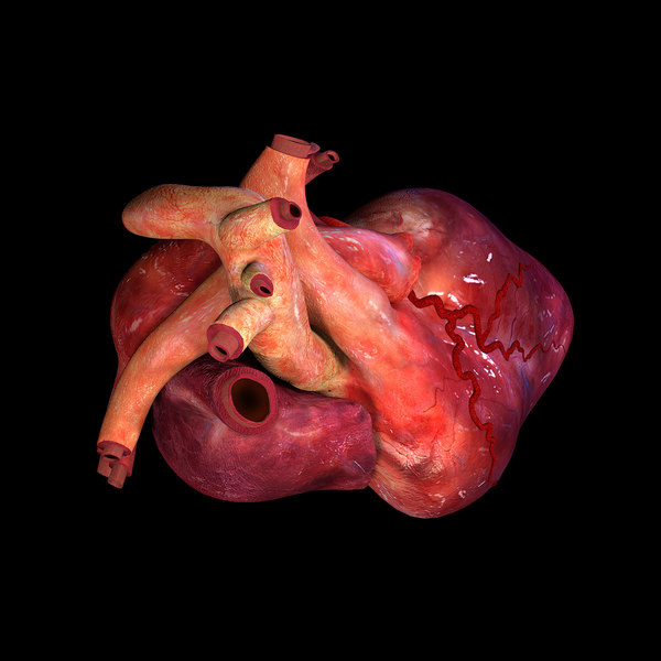 3d human heart animation