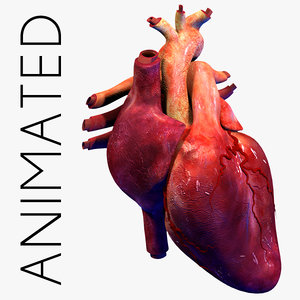 3d human heart animation