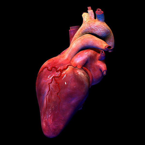 3d human heart animation