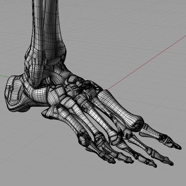 3d model of igs foot bones solidworks