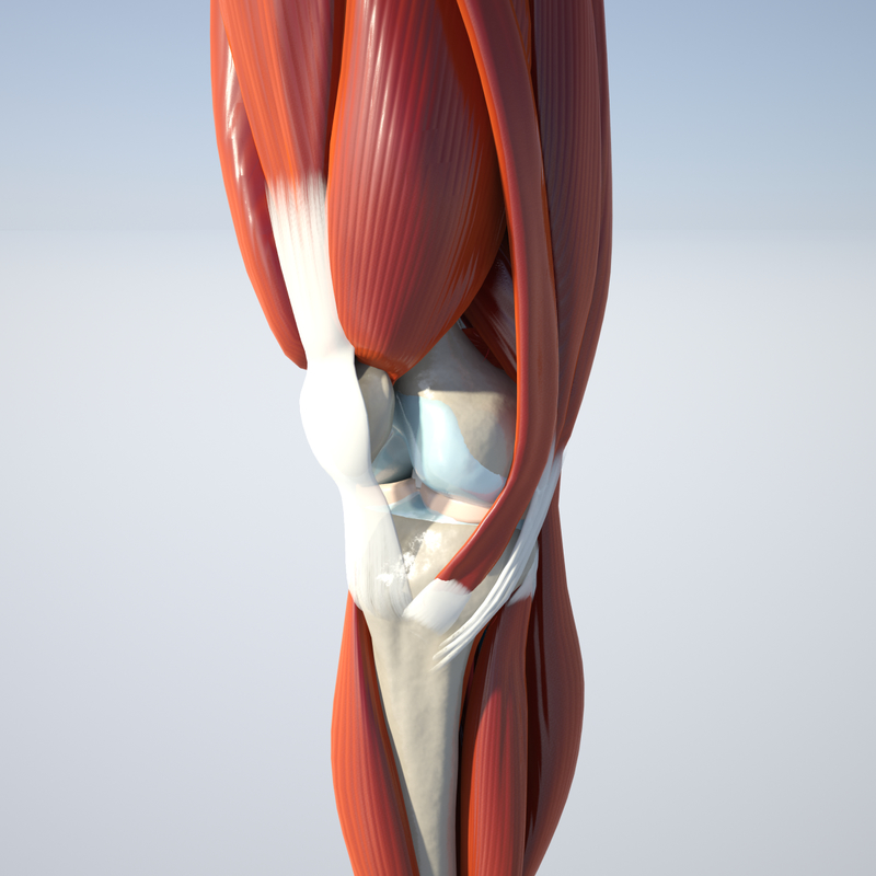 3d anatomically correct knee model