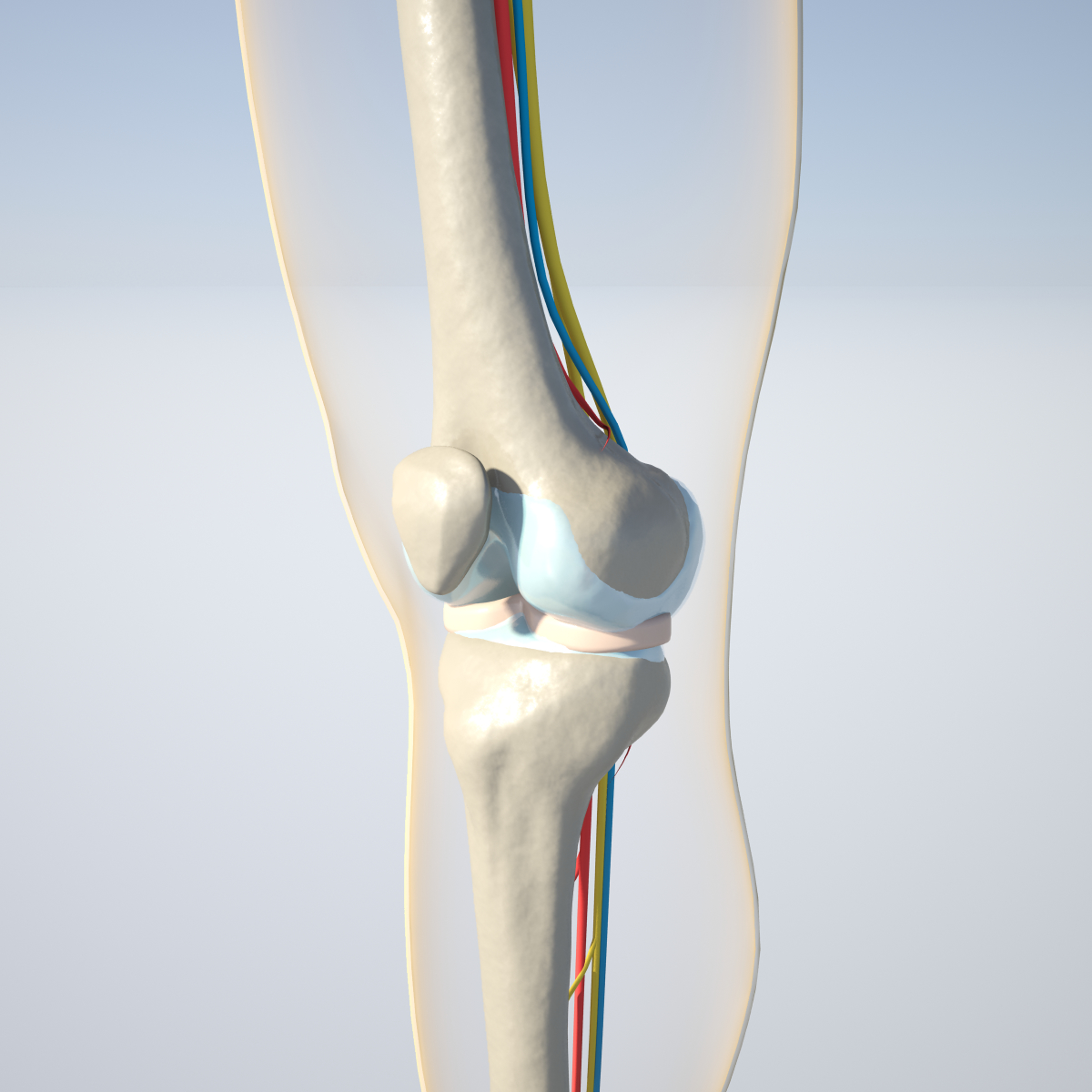 3d Anatomically Correct Knee Model