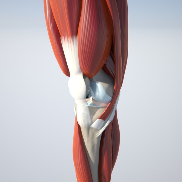 3d anatomically correct knee model