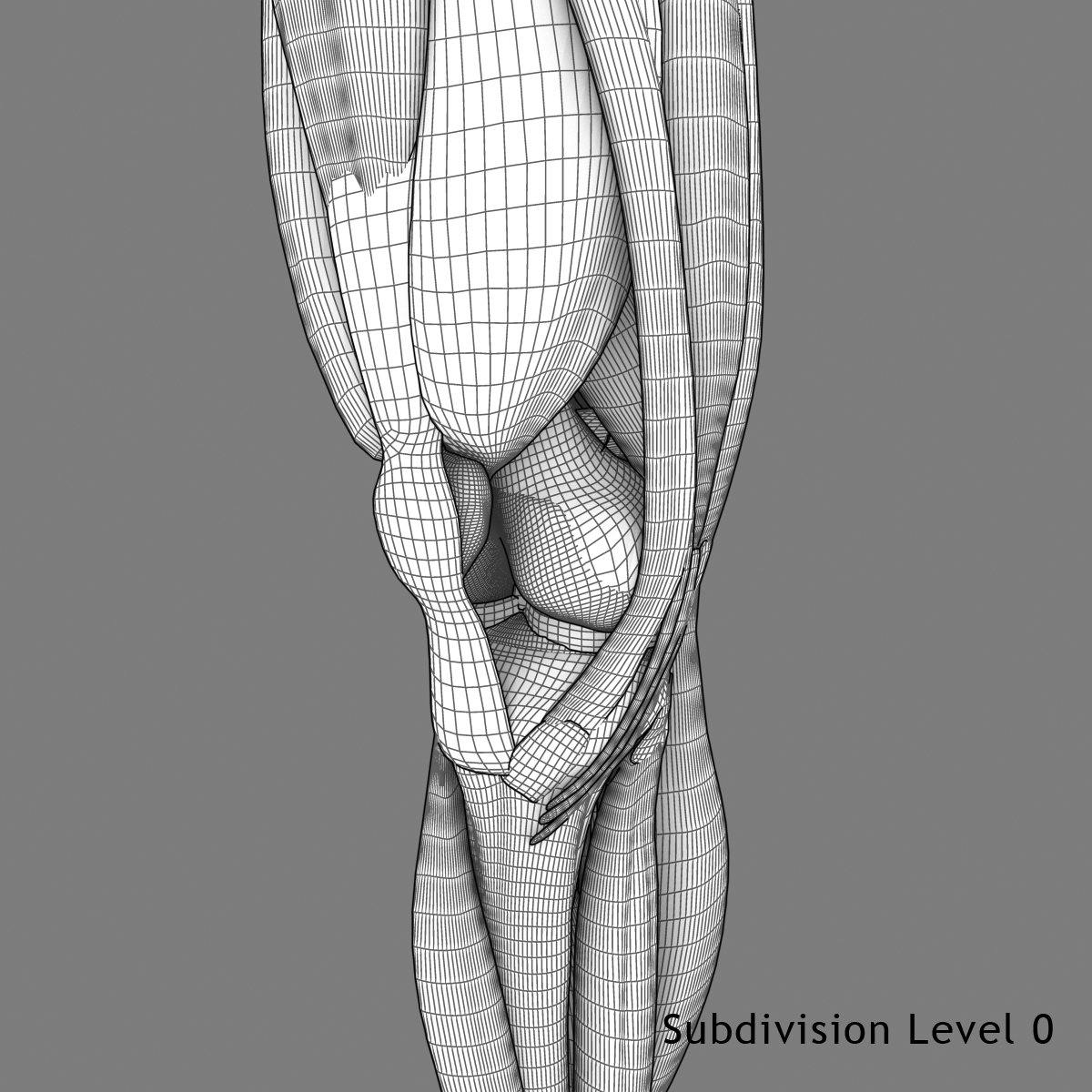 3d anatomically correct knee model