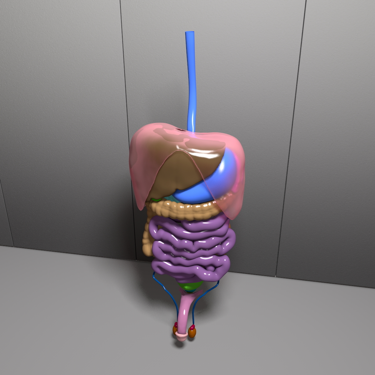 human abdominal organs 3d model