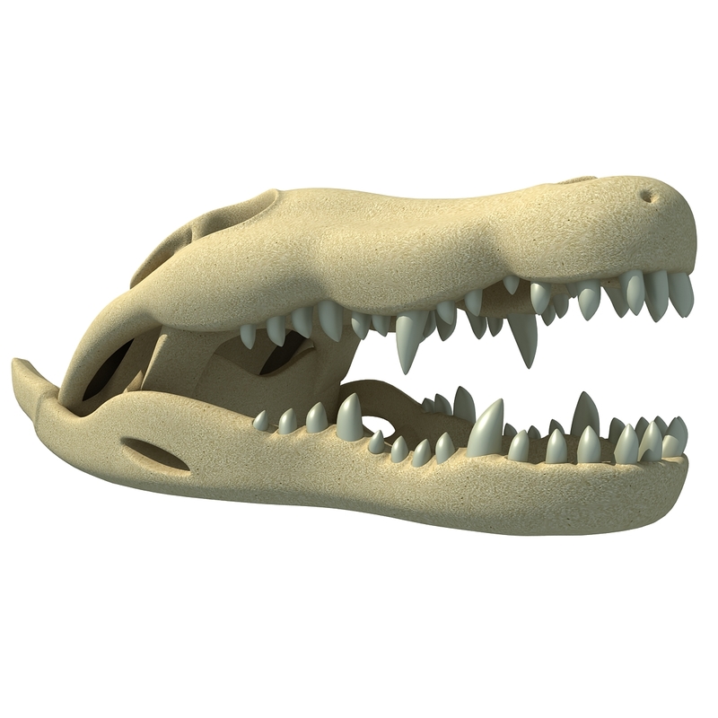 3d animal skull model