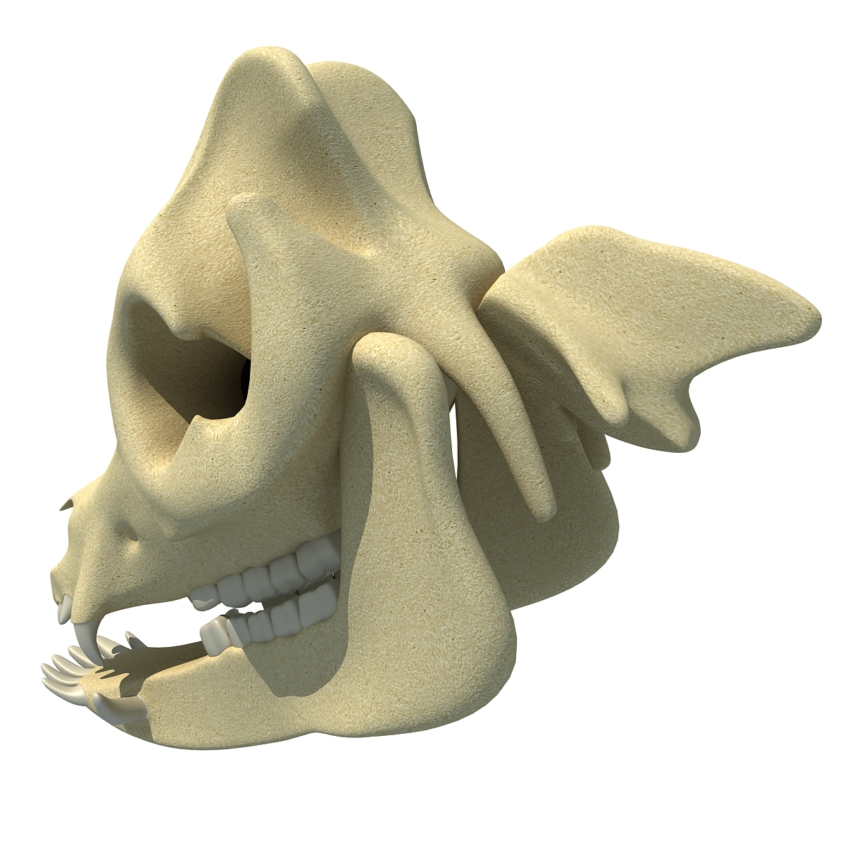3d animal skull model