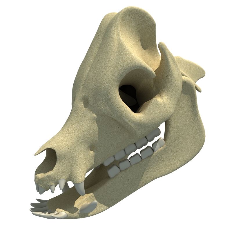3d animal skull model