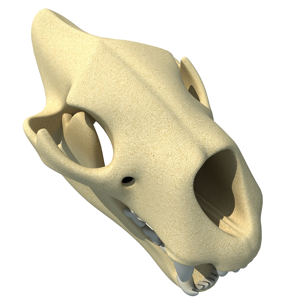 3d animal skull model