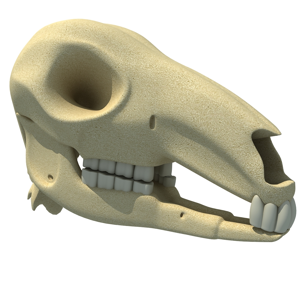 3d animal skull model