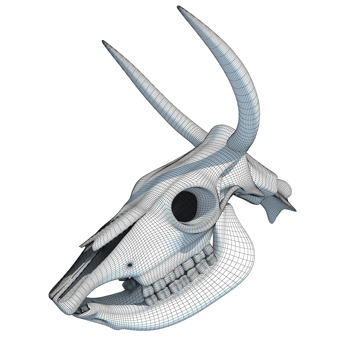 3d animal skull model