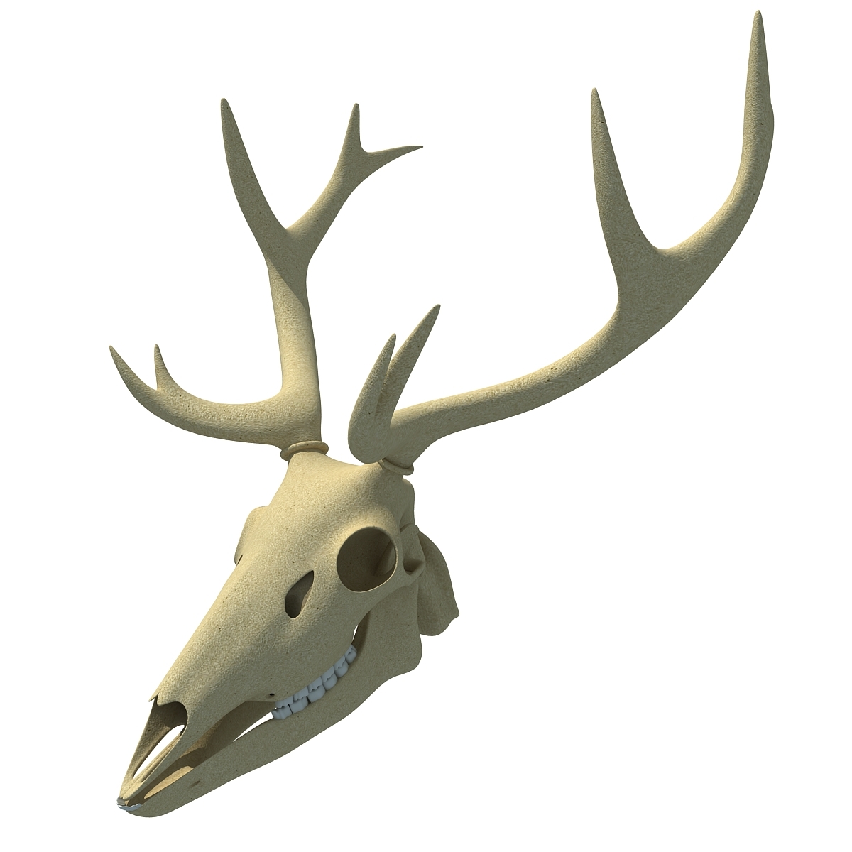 3d animal skull model