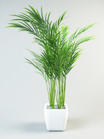 palm tree in pot