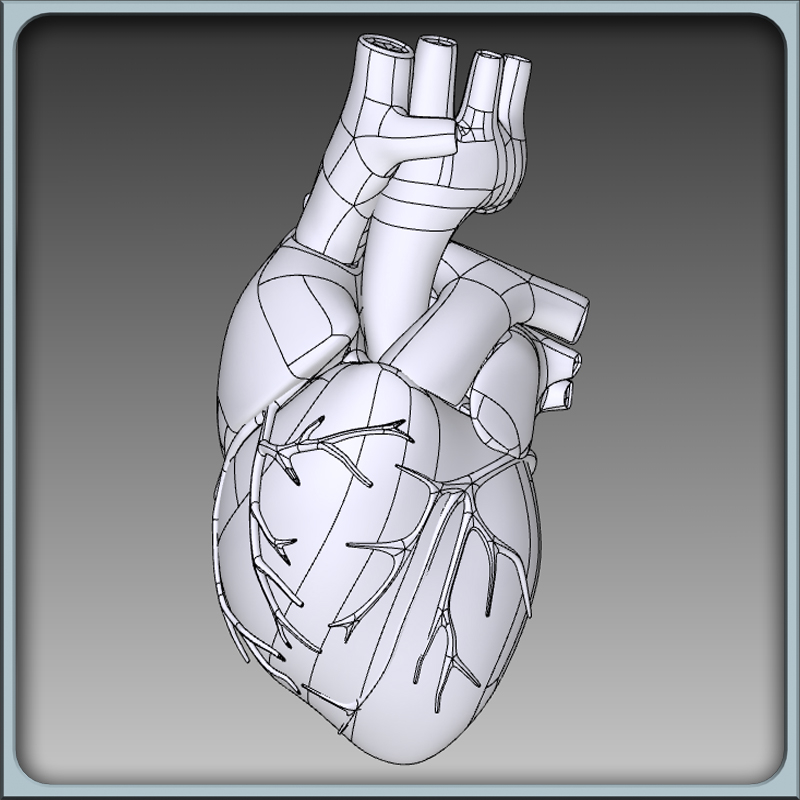 Human Heart Solidworks - free 3d models igs