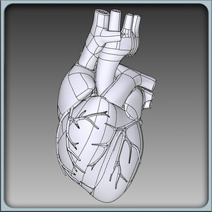 igs human heart 3d model