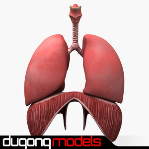 3d model of dugm01 human respiratory