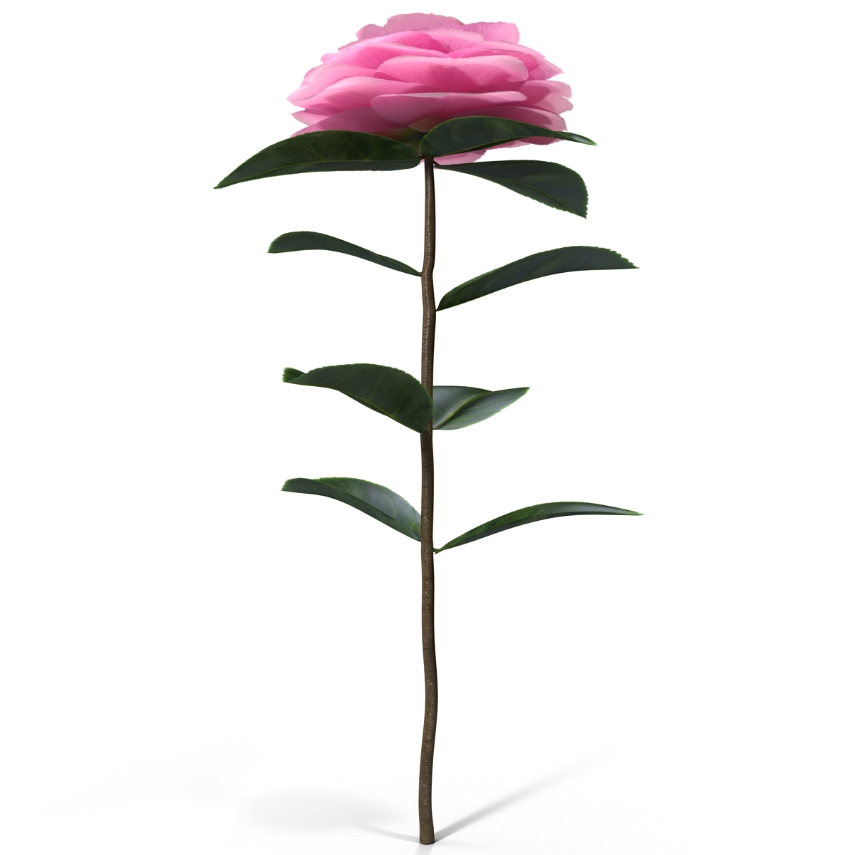 camellia plant