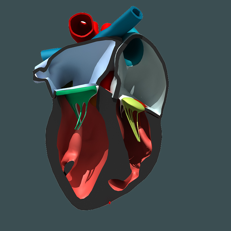 3d Heart Internal External Model