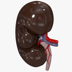 3d model of kidney display modeled