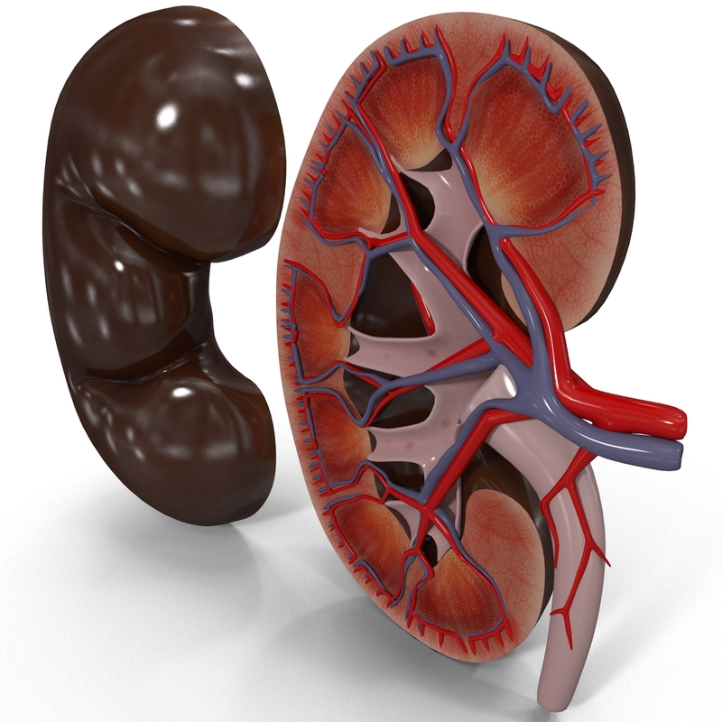 3d model of kidney display modeled