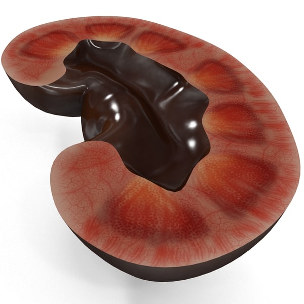 3d model of kidney display modeled