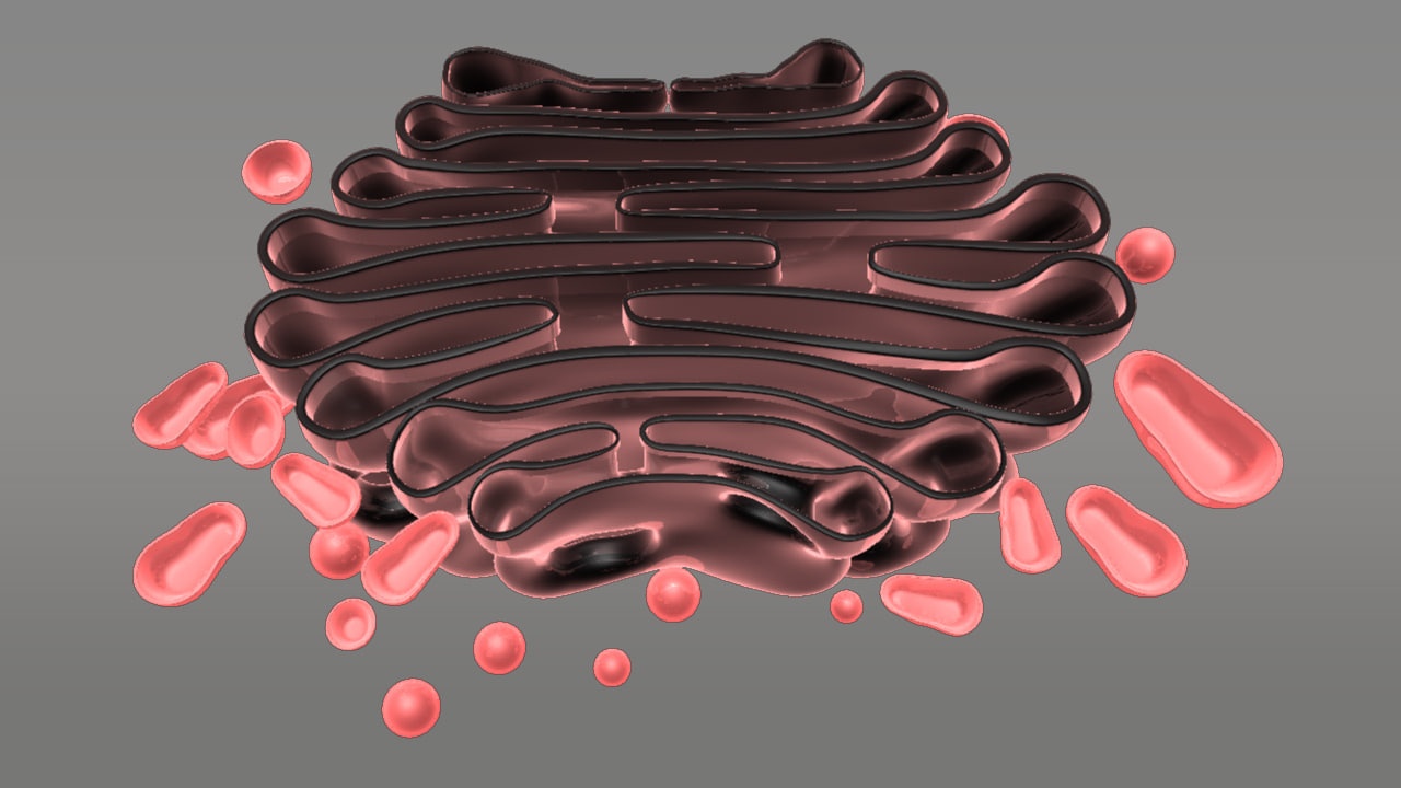 golgi complex 3d model