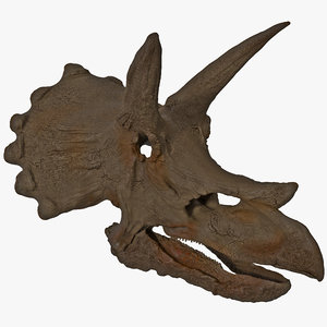 triceratops skull fossil c4d