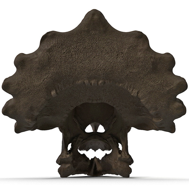 triceratops fossil auction