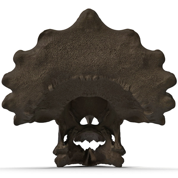 real triceratops skull for sale