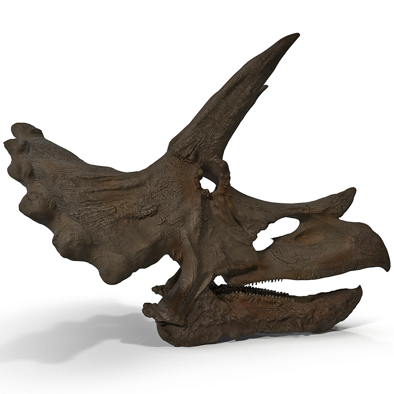 triceratops skull auction