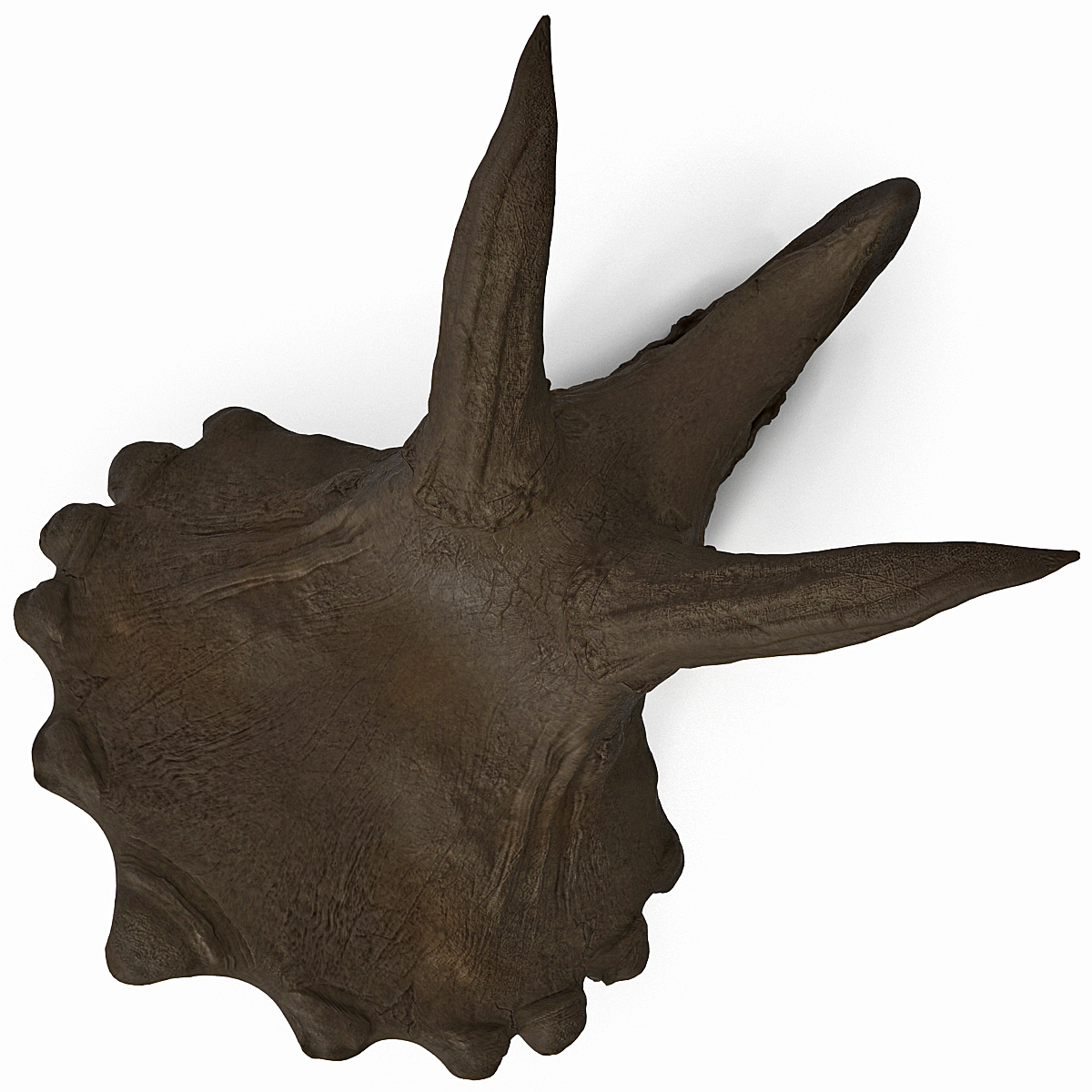 triceratops skull auction