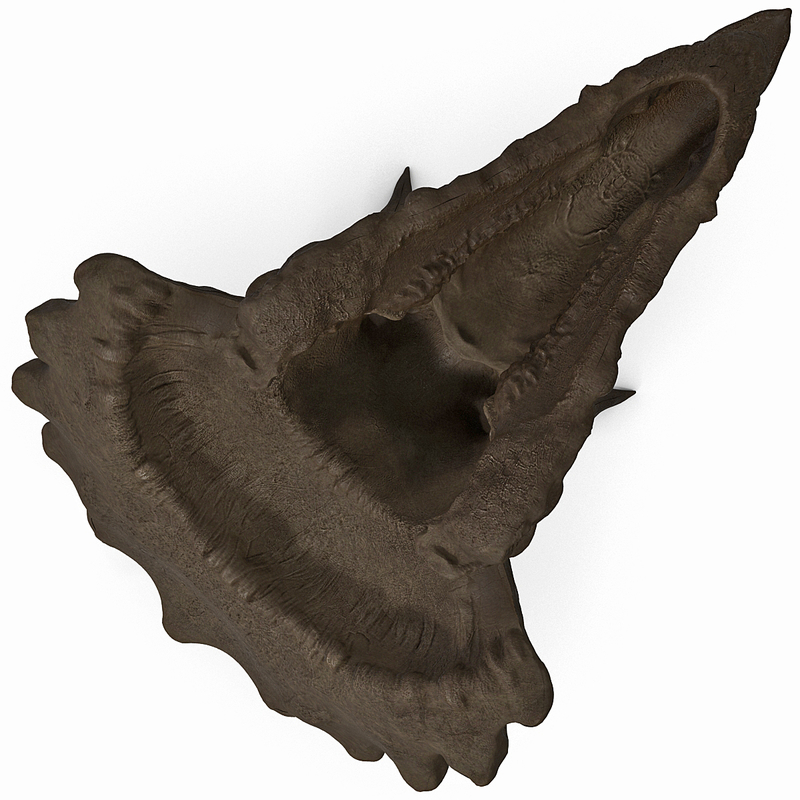 buy triceratops fossil