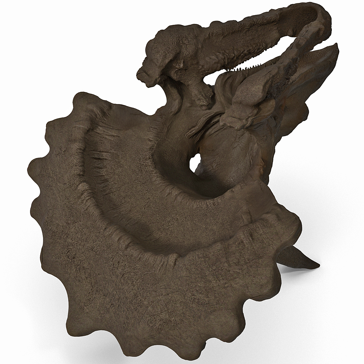 triceratops skull fossil