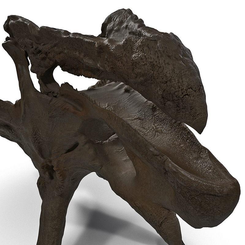 triceratops fossil auction