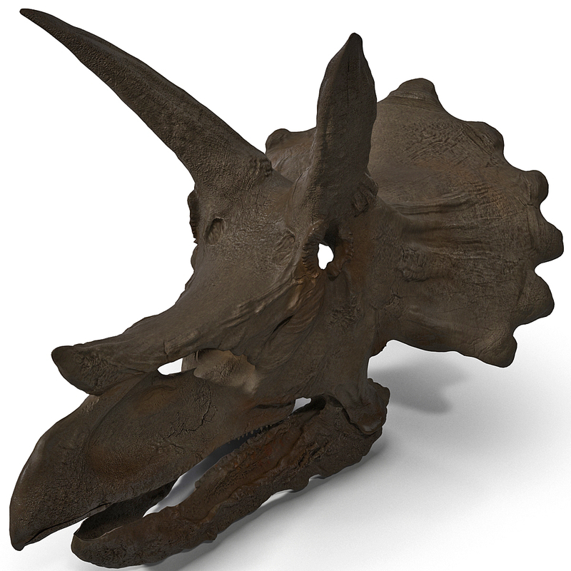 triceratops skull auction