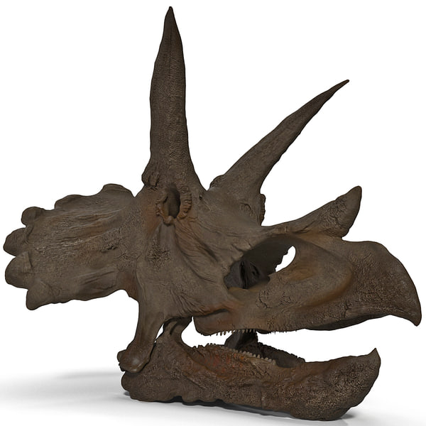 real triceratops skull for sale