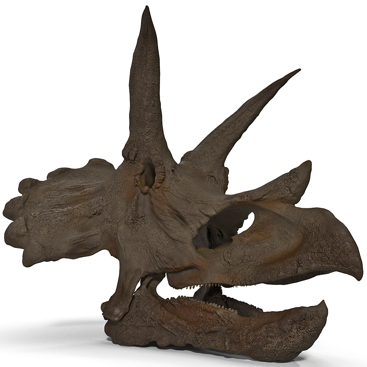 triceratops fossil auction