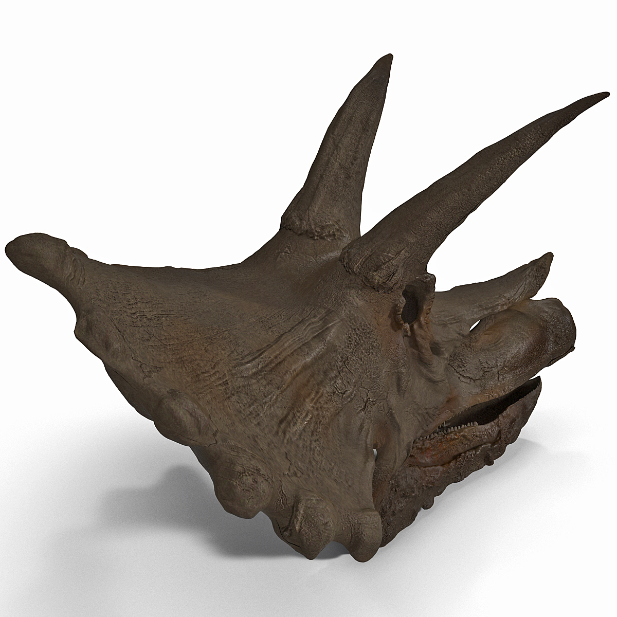 triceratops fossil auction