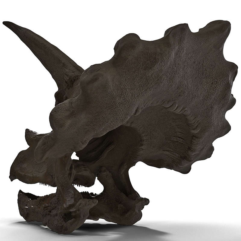 buy triceratops fossil