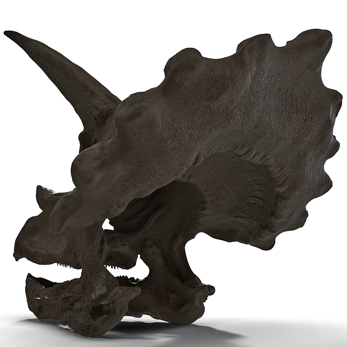 tyrannosaurus triceratops fossil