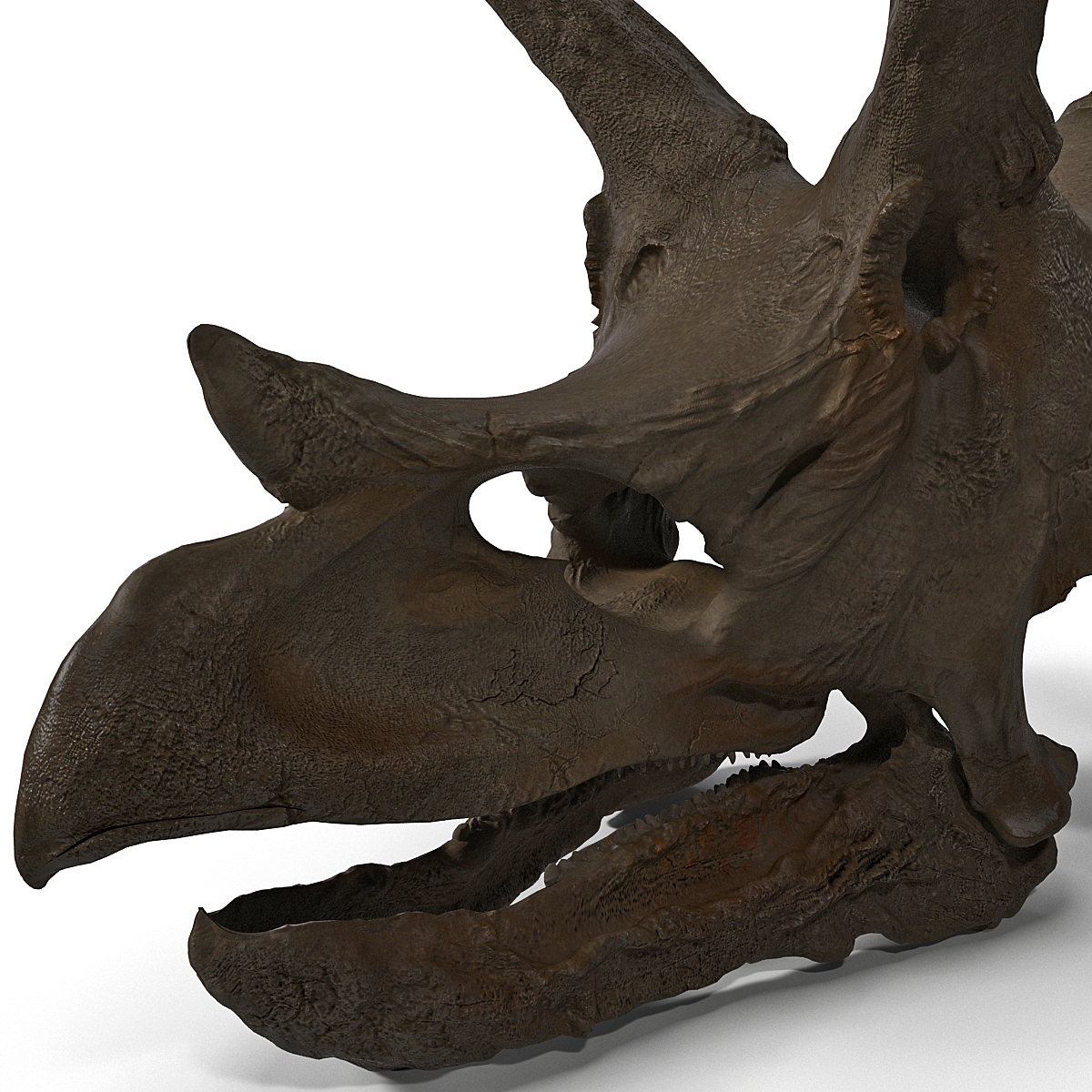 real triceratops skull for sale