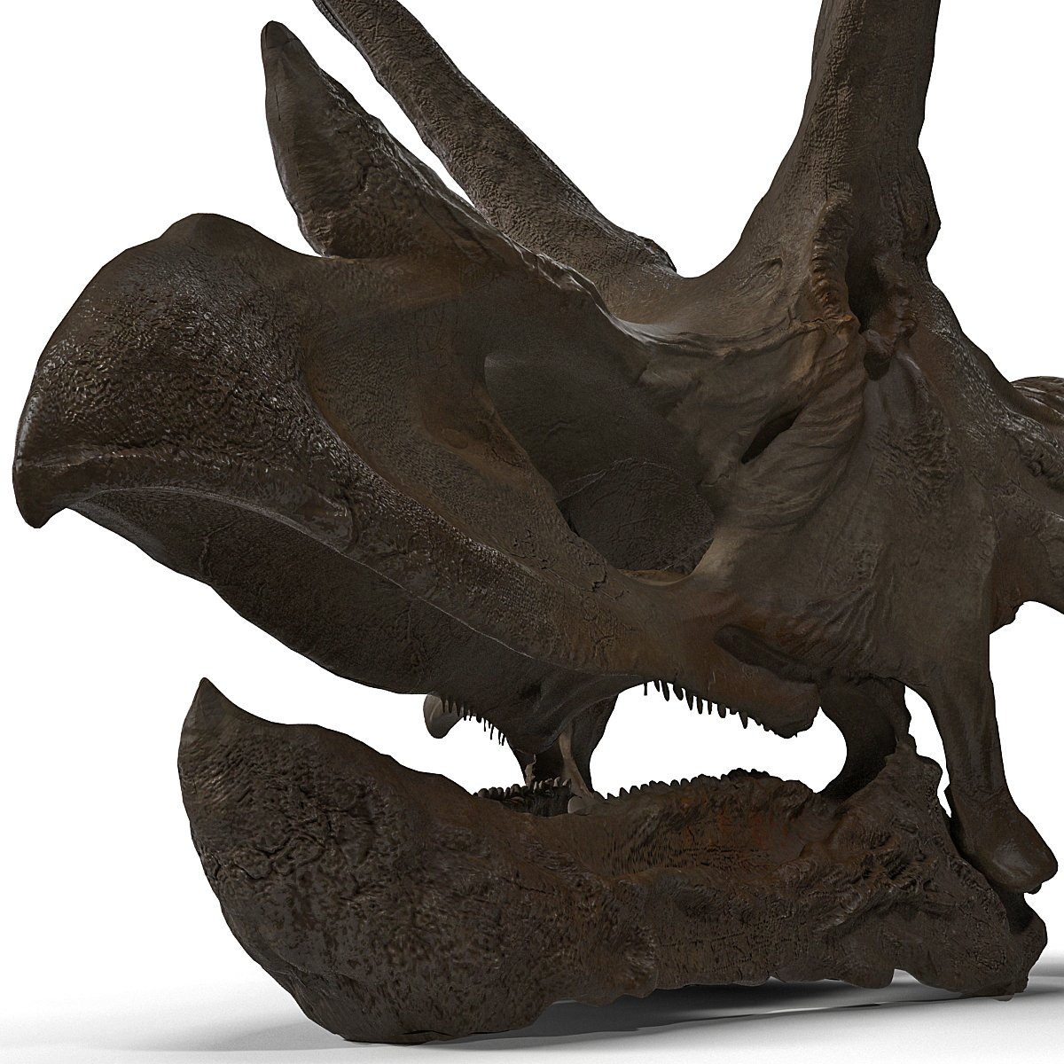 real triceratops skull