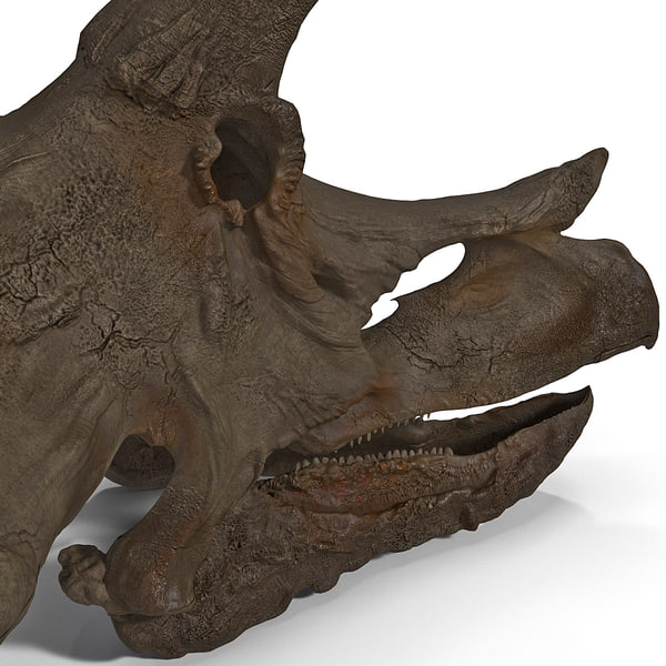 real triceratops skull for sale