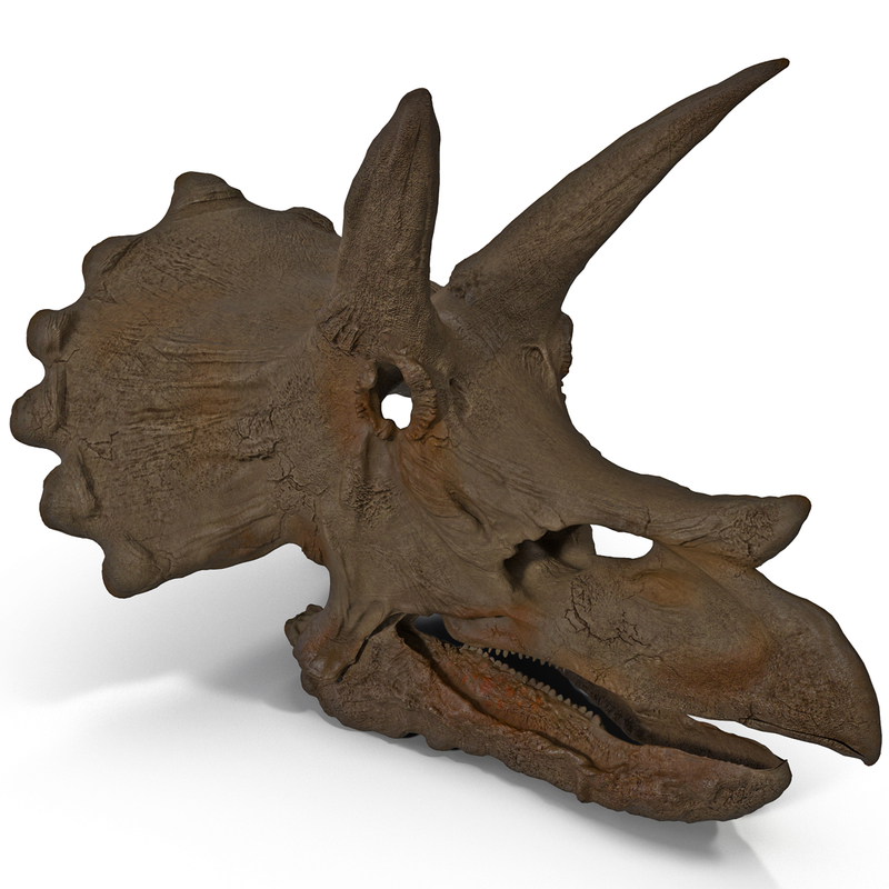 triceratops dinosaur skull