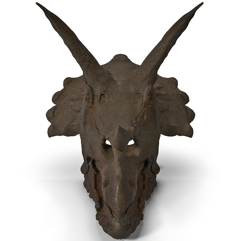 triceratops skull auction