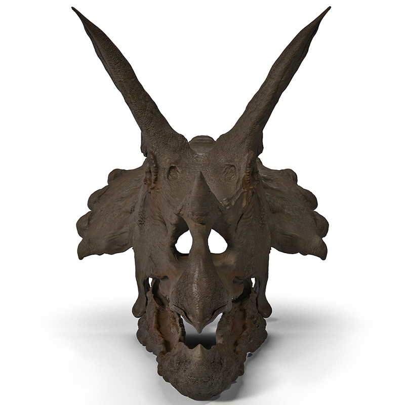 triceratops skull auction