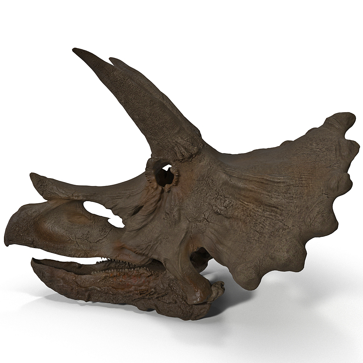 real triceratops skull for sale