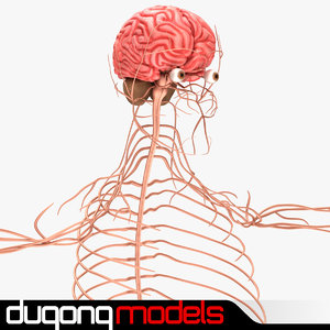 dugm01 human nervous 3d 3ds